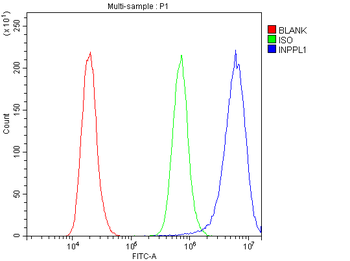 Anti-INPPL1 Antibody