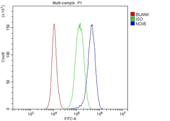 Anti-NOX5 Antibody