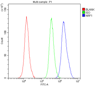 Anti-NRF1 Antibody