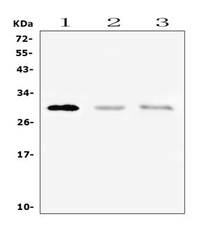 Anti-PTCRA Antibody
