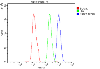 Anti-Rad51 Antibody
