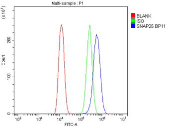 Anti-SNAP25 Antibody