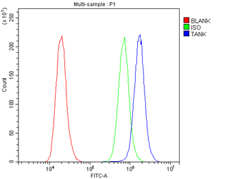 Anti-TANK Antibody