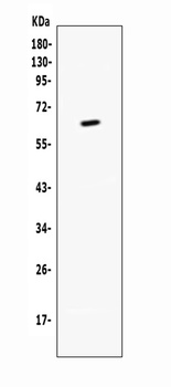 CD137/Tnfrsf9 Antibody