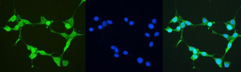 Anti-Thioredoxin/TRX/Txn Antibody