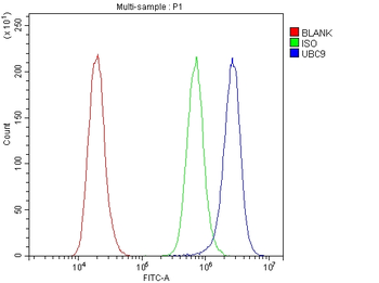 Anti-UBE2I UBC9 Antibody