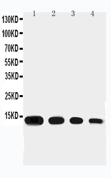 Eotaxin/CCL11 Antibody