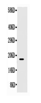 Anti-SCF/KITLG Antibody