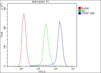 Anti-CD2AP Antibody (monoclonal, 5F8)