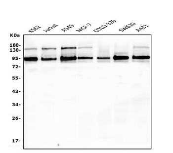 EWSR1 Antibody (monoclonal, 4B4)