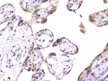 Anti-EWSR1 Antibody (monoclonal, 4B4)