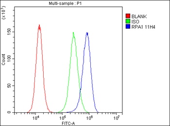 RPA70 RPA1 Antibody (monoclonal, 11H4)