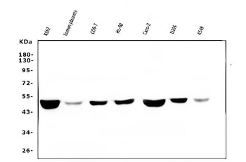 FH Antibody (monoclonal, 9D8)
