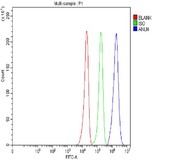 Anillin/ANLN Antibody