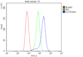 Anti-Aromatase/CYP19A1 Antibody