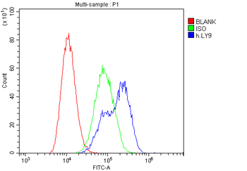 Anti-CD229/LY9 Antibody