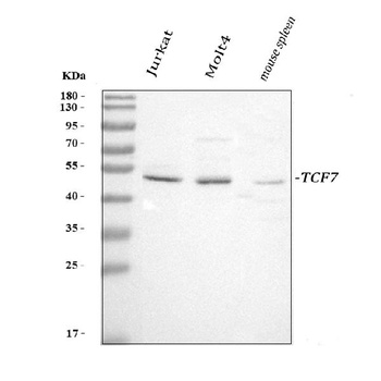 TCF7 Antibody