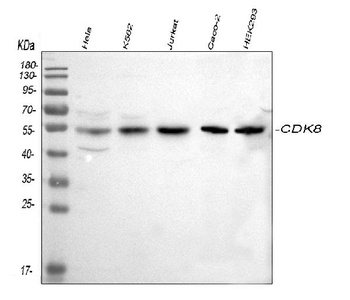 CDK8 Antibody