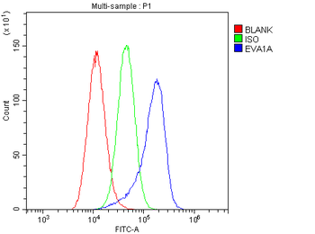 Anti-TMEM166/EVA1A Antibody