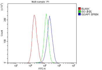 Anti-IQGAP1 Antibody