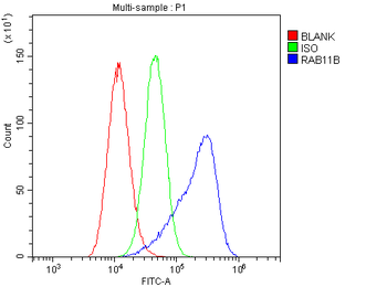 Anti-RAB11B Antibody