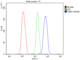 Anti-WEE1 Antibody
