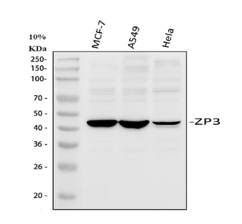 Anti-ZP3 Antibody