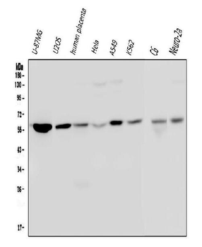 Anti-Optineurin/OPTN Antibody (monoclonal, 3D8)