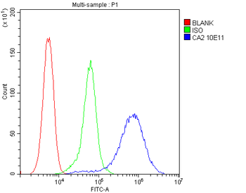 Anti-CA2 Antibody (monoclonal, 10E11)