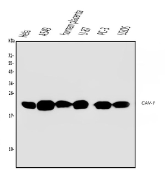 Caveolin-1/CAV1 Antibody (monoclonal, 12C7)