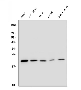 DHFR Antibody (monoclonal, 3C8)