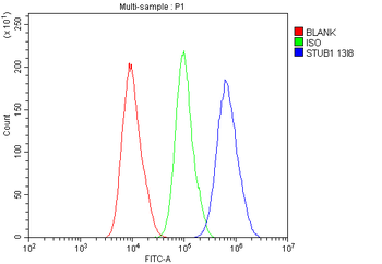 Anti-STUB1 Antibody (monoclonal, 13I8)