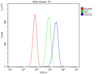 Anti-CDC42 Antibody