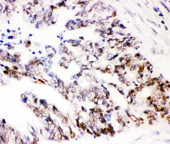 Anti-SOX9 Antibody
