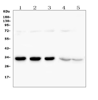CDK5 Antibody
