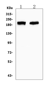 CD45/PTPRC Antibody