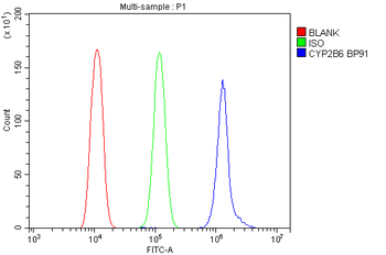 Anti-Cytochrome P450 2B6/CYP2B6 Antibody