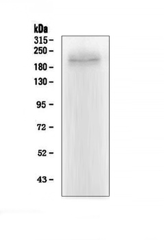 MRP2/ABCC2 Antibody