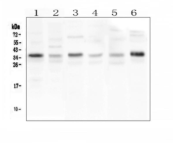 Anti-CD40L/CD40LG Antibody