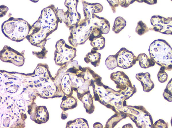 Anti-HDAC5 Antibody