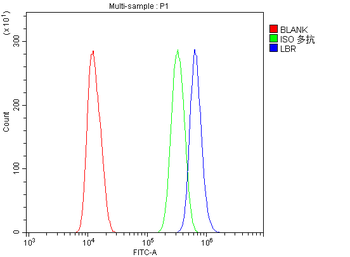 Anti-Lamin B Receptor/LBR Antibody