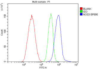 Anti-eNOS/NOS3 Antibody