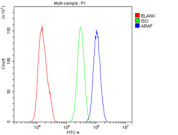Anti-ARAF Antibody