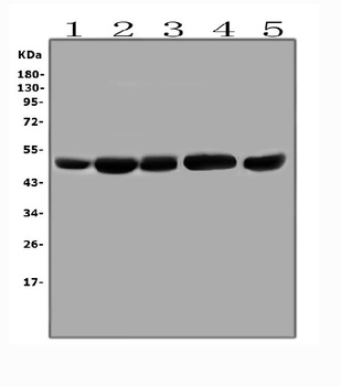 EBP50/NHERF-1/SLC9A3R1 Antibody