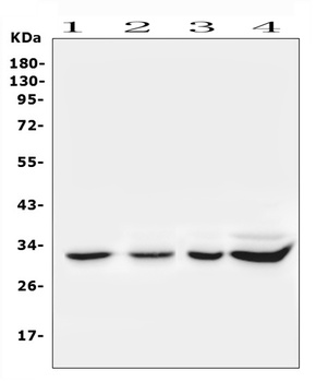 Syntenin/SDCBP Antibody