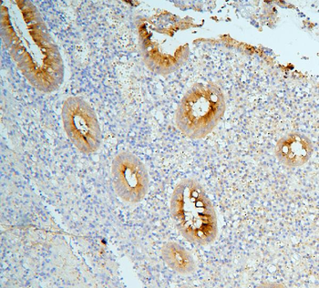 Anti-MUC13 Antibody