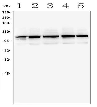 TRPC5 Antibody