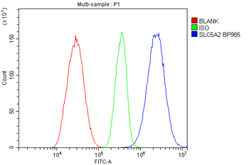 Anti-SGLT2/SLC5A2 Antibody