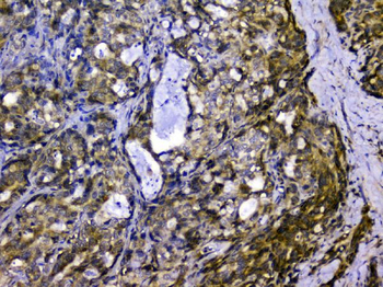 Anti-SIRT4 Antibody