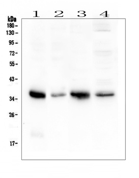 Annexin A3/ANXA3 Antibody